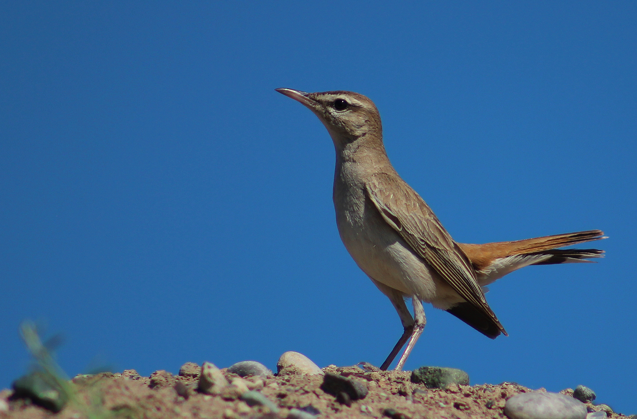 Rufous-tailed Scrub-Robin
